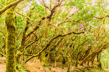 Leafy And Green Forest Of Laurisilva Trees On The Path Of The Senses. April 11, 2019. Vega De Las Mercedes Santa Cruz De Tenerife Spain Africa. Travel Tourism Street Photography.