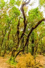 Leafy And Green Forest Of Laurisilva Trees On The Path Of The Senses. April 11, 2019. Vega De Las Mercedes Santa Cruz De Tenerife Spain Africa. Travel Tourism Street Photography.