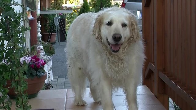 Die zottelige Golden Retriever-Dame will gerne in das Haus hinein (Nahaufnahme)