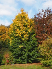 Farbwechsel an Bäumen im Herbst