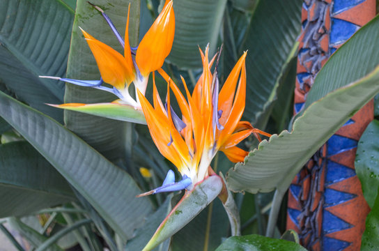 *kreative orange Bl&uuml;te*