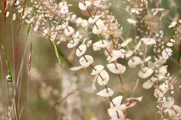 Delicate plants background, blur effect, macro closeup