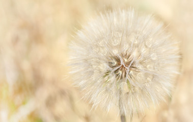 Delicate dandelion background, blur effect, macro plant, close-up