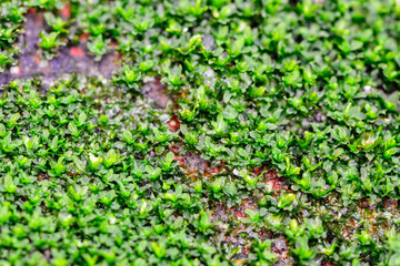 The green lantern of the moss, beautiful moss  