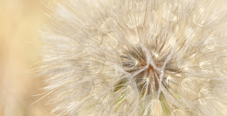 Fototapeta na wymiar Delicate dandelion background, blur effect, macro plant, close-up