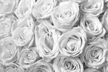 Black and white background with beautiful white roses