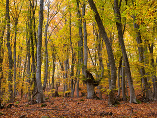 Beechs trees in autumn forest, fallen leaves everywhere