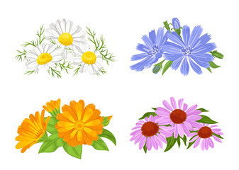 Set of bouquets of flowers isolated on a white background. Medicinal flowers, herbs in cartoon simple flat style. Vector illustration of chamomile, calendula, chicory and echinacea.
