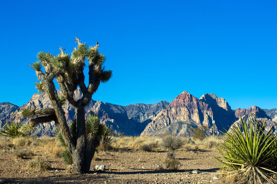 A large, healthy Joshua Tree and a striking mountain in Nevada's Mojave Desert