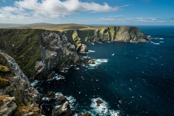 Sea birds colony, nature, environment, wildlife, Scotland, Europe