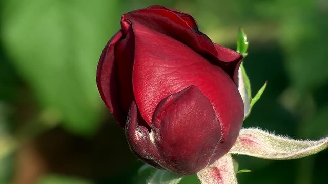 Die edle rote Rosenbl&uuml;te in Gro&szlig;aufnahme bewegt sich im Wind