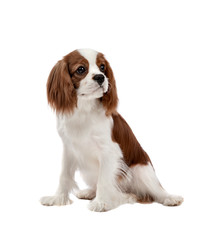 Cavalier King Charles Spaniel