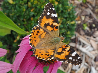 distelfalter auf einer Echinaccea