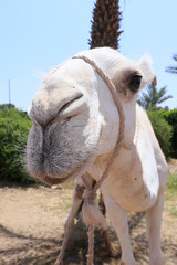 Portrait of camel