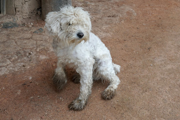 Ecuador Chilcatotora White Dog