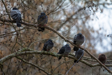 pigeons sit on the branches of a tree in cold weather