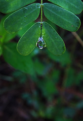 drops on green leaf