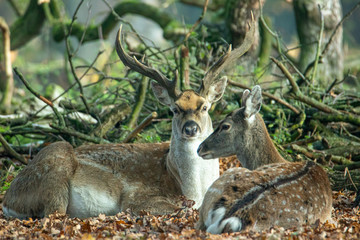 Fototapeta premium Damwild im Wald