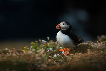 Cute Atlantic puffin in natural environment, wildlife, close up, detail, isolated, Shetland, Scotland, Fratercula arctica