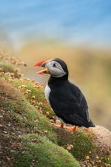 Cute Atlantic puffin in natural environment, wildlife, close up, detail, isolated, Shetland, Scotland, Fratercula arctica