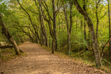 Fototapeta na wymiar Trails in the woodlands in autumn