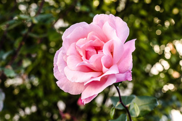 zart rosa Blüte