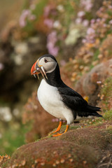 Obraz premium Cute Atlantic puffin in natural environment, wildlife, close up, detail, isolated, Shetland, Scotland, Fratercula arctica