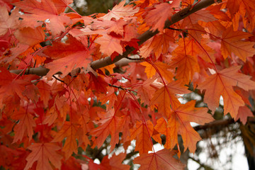 Closeup red autumn maple leaves on a tree, soft nature background on a cold season.