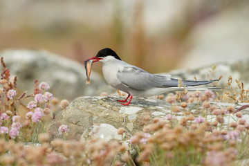 Arctic tern in the natural environment with caught fish, close up, wildlife, Shetlands, Scotland, Sterna paradisaea