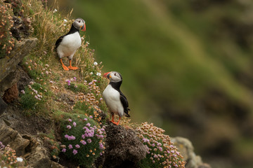 Cute Atlantic puffin in natural environment, wildlife, close up, detail, isolated, Shetland, Scotland, Fratercula arctica