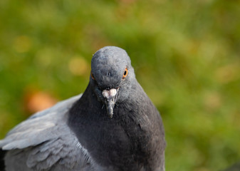 Pigeon staring at the camera