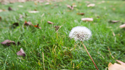 One ripe dandelion in the fall with a pleasant background of warm daylight on a green lawn. Spore dandelion in the autumn forest on the grass on a fall day