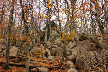Rocky autumn trail