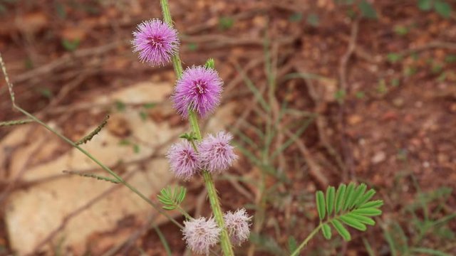 Pink shameplant or Mimosa pudica flower use  in traditional alternative medicine and ayurveda for natural holistic healing and wellbeing