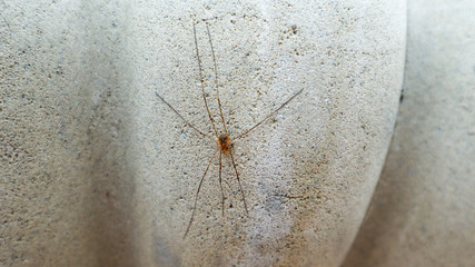 Creeping arachnid on the wall. Spider long legs or cellar spider on a concrete wall outdoors