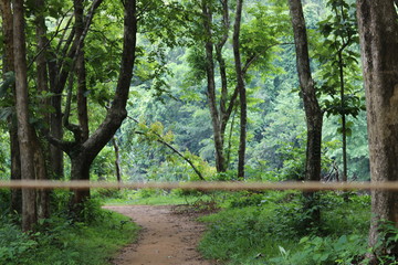 lane in the forest