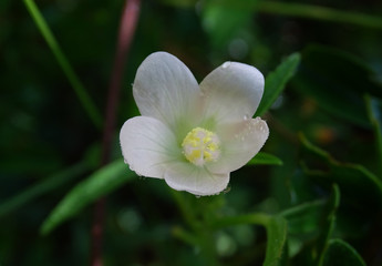 Obraz premium white flower in the garden