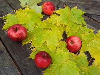 Apples on maple leaves in autumn