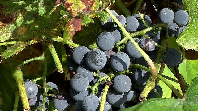K&ouml;stliche reife blaue Weinbeeren in Gro&szlig;aufnahme