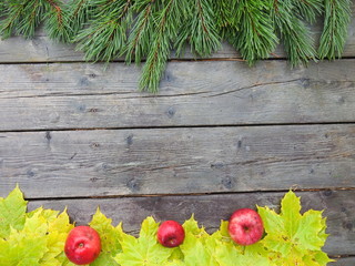 Apples on maple leaves and pine branches in autumn