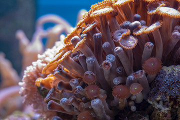 colored corals in a marine aquarium. macro photography