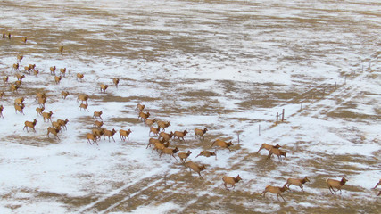 AERIAL: Wild deer jump over a fence in the middle of snowy grassfield in Montana