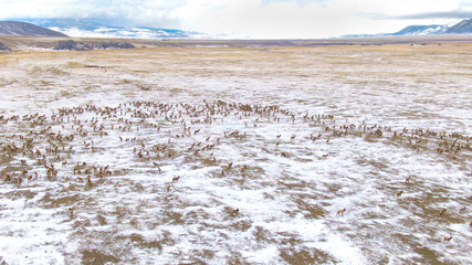 DRONE: Flying high above the snowy prairie as a herd of elk migrates in winter.
