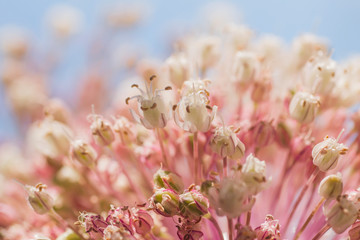 Detail of leek plant flowers blooming