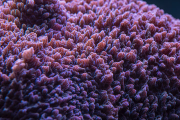 colored corals in a marine aquarium. macro photography