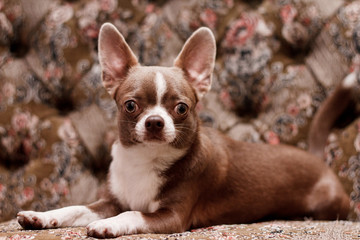 selective focus of cute dog lying on couch in apartment and looks into the camera. Background - classic sofa with flowers