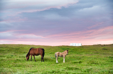 Fototapeta na wymiar Beautiful landscape of Iceland with horses at dusk
