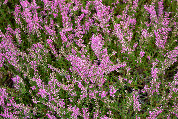 Purple heather  flowers in the garden