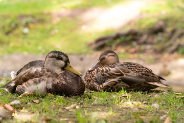 ducks sit on shore of pond of city park