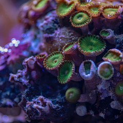 colored corals in a marine aquarium. macro photography